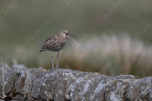 Papier peint Curlew, Numenius arquata