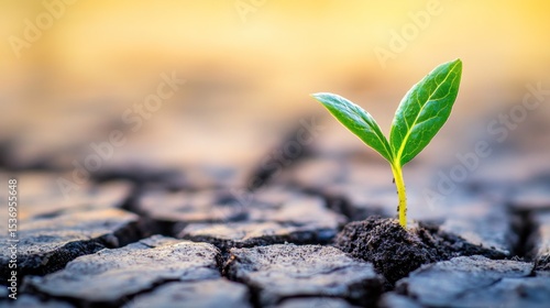 Sprout emerging from cracked earth