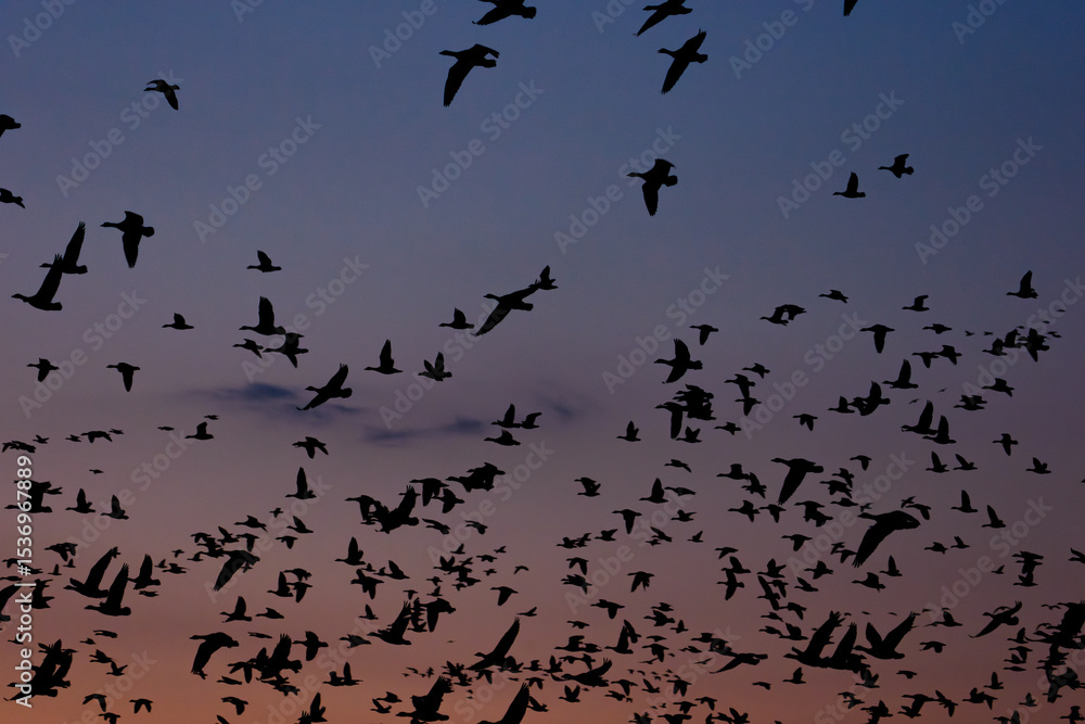 Fototapeta premium 夕暮れの宮島沼を飛び立つマガンの群れ（美唄・北海道）