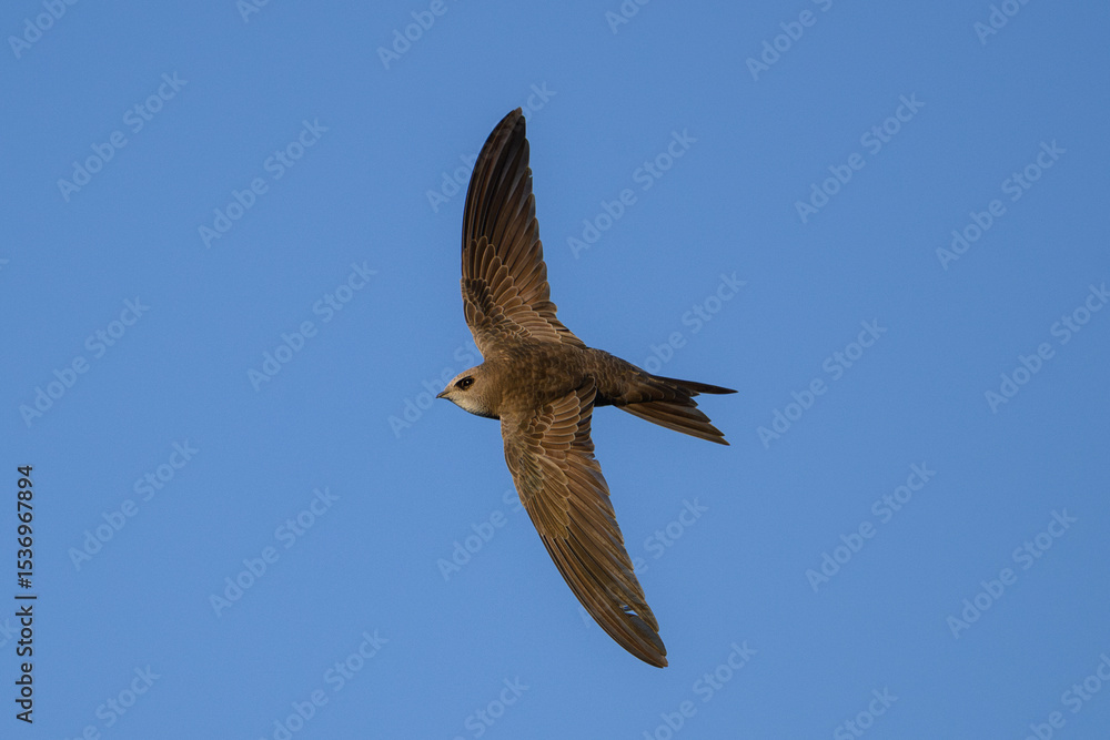 Obraz premium Pallid swift in flight against a clear blue sky