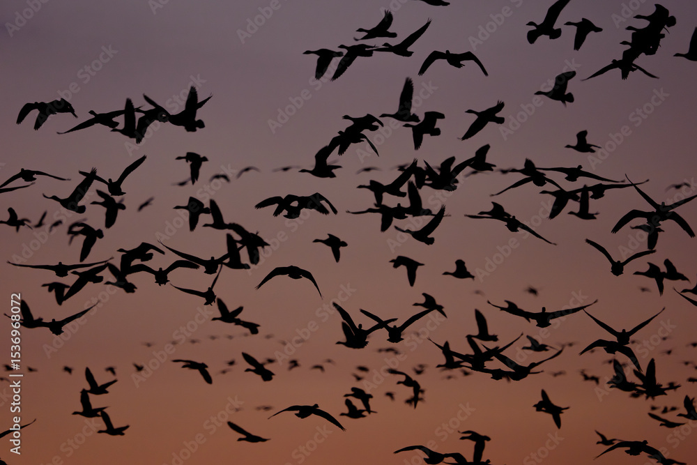 Fototapeta premium Flock of Greater White-fronted Geese Flying at Sunset, Miyajima Marsh, Bibai, Hokkaido, Japan