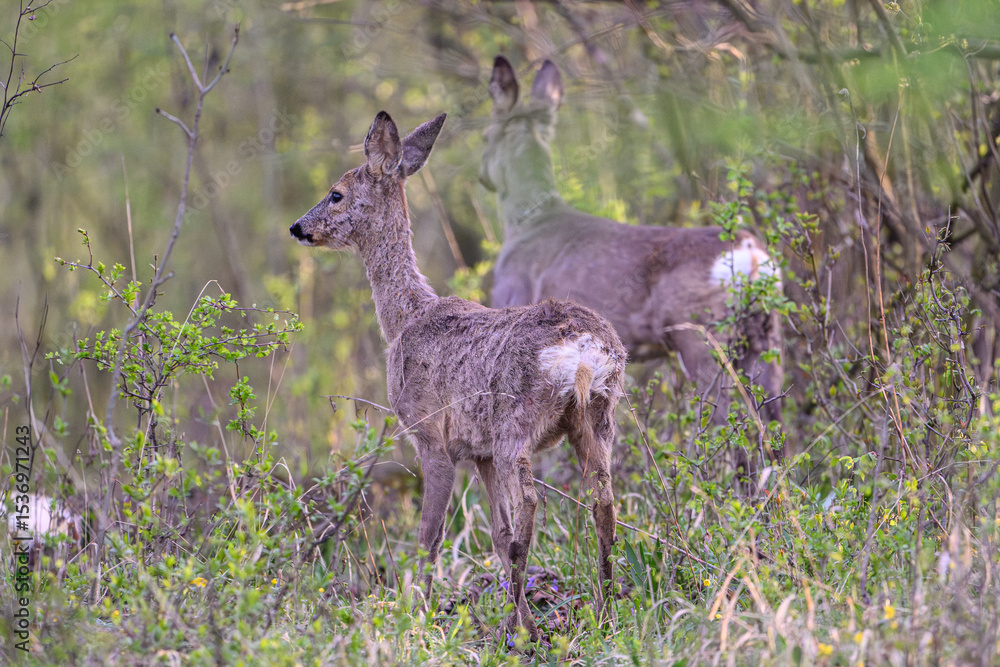 Fototapeta premium Graceful Deer in Verdant Forest