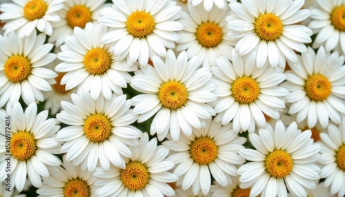 Captivating closeup, delicate white flowers with sunny yellow centers in full bloom