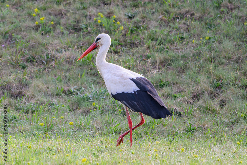 Fototapeta premium White stork walking through grass on a spring meadow