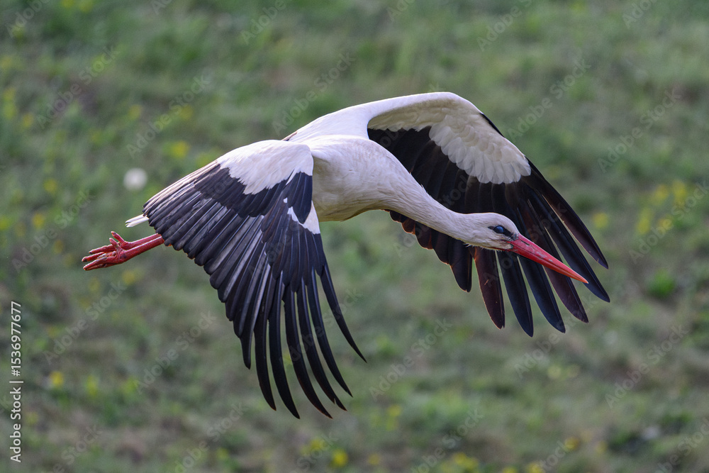 Fototapeta premium White Stork flying