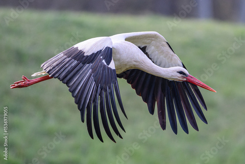 White Stork flying