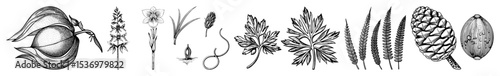 Vector Botanical featuring diverse plant elements in a linear style.