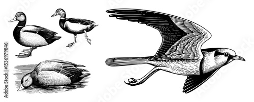 Vector Detailed illustrations depict waterfowl in various poses including flying and resting birds.