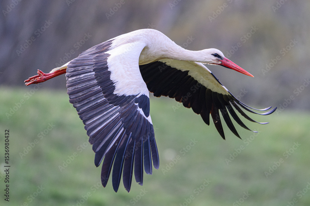 Naklejka premium White Stork flying