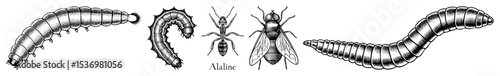 Vector Detailed depicts the life cycle stages of a wasp from larva to adult.