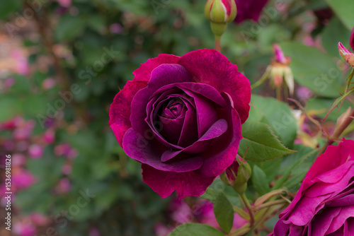 Close-up of a deep purple rose in bloom, set against green foliage with scattered roses in the background