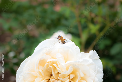 Close up of a Margined leatherwing beetle (Chauliognathus marginatus) crawling along a beautiful white rose against a natural background of lush green garden foliage