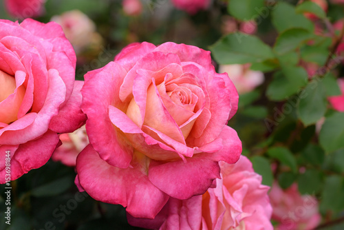 Close-up of a light pink rose in bloom, set against green foliage with scattered roses in the background