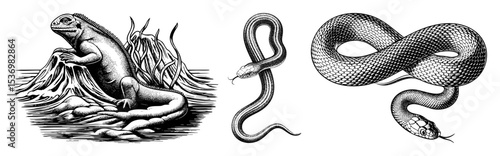 Vector Reptilian figures of a lizard and entwined snakes are depicted in a vintage engraving style.
