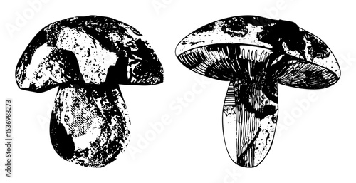 Vector Detailed of two forest mushrooms with textured caps and stems.