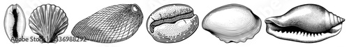 Vector Detailed illustrations of six diverse marine bivalve shells are presented.
