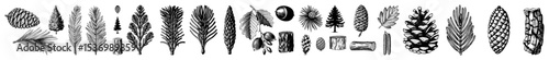 Vector Detailed botanical illustrations of various coniferous needles and cones are arranged horizontally.