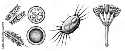 Vector Detailed illustrations of various microscopic organisms and cellular structures.