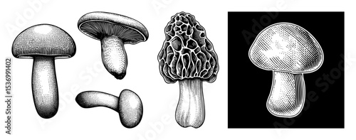 Vector Detailed illustrations of various mushroom species showcase botanical accuracy.