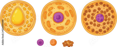 Illustration of three cells with different structures and organelles, showing cytoplasm, nucleus, and various internal components in a biological design flat vector illustration