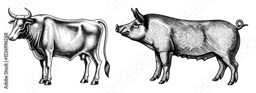 Vector Engraved illustrations depict a bovine and a swine animal.