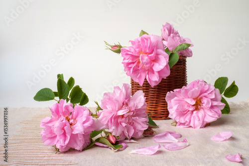 Rosa damascena. Damask rose. Oil-bearing rose. Bulgarian rose. Rose oil. Organic. Rose water.