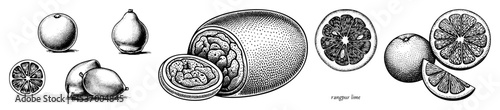 Vector Detailed illustrations of Rangpur limes showcase their internal and external features.