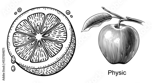 Vector Citrus slice and red with leaf.