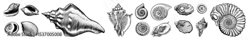 Vector Detailed illustrations of diverse marine shells showcase intricate spiral forms.