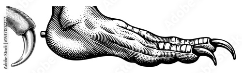 Vector Detailed of a reptilian claw and jaw with sharp teeth.