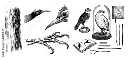 Vector Vintage ornithological illustrations depict birds tools and botanical elements in a detailed engraving style.