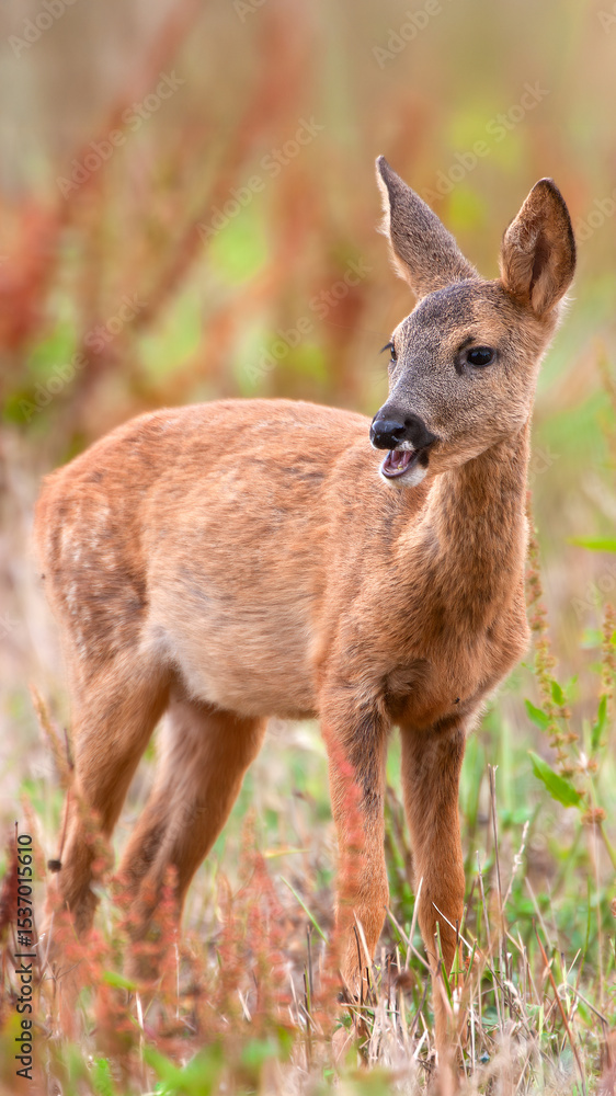 Fototapeta premium Roe deer fawn eating grass in a fallow field. Capreolus capreolus, Touraine, Indre et Loire 37, région Centre Val de Loire, France, European Union, Europe