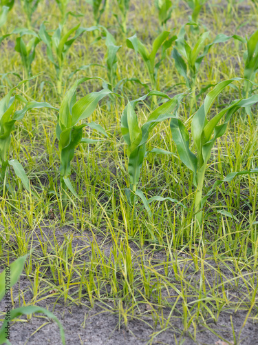 Problemunkraut Erdmandelgras im Mais - Cyperus esculentus breitet sich aus - Ertragsausfälle beim Maisanbau