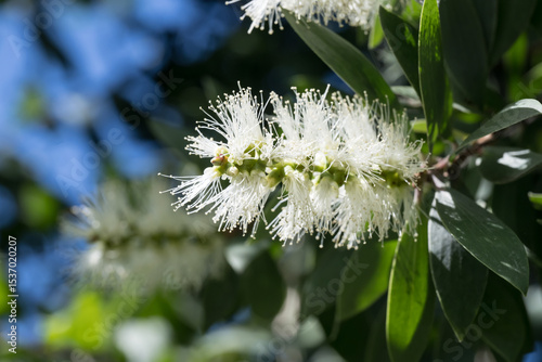 Beautiful Cajuput Tree (melaleuca leucadendra) flowers.
