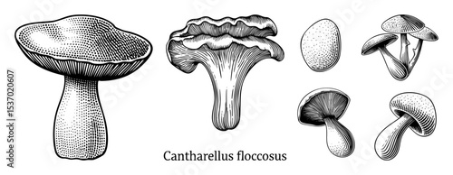 Vector Detailed illustrations showcase various perspectives of a floccose chanterelle mushroom.