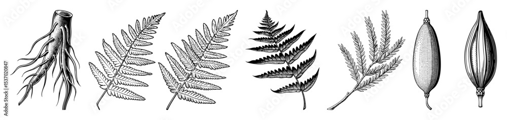 Naklejka premium Vector Botanical showcases diverse plant foliage including ferns grasses and seed pods.