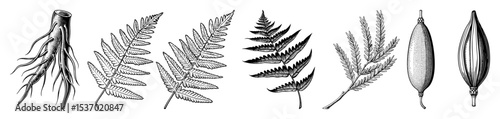 Vector Botanical showcases diverse plant foliage including ferns grasses and seed pods.