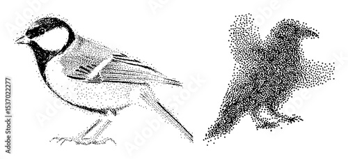 Vector Detailed illustrations of two birds in stippled style.