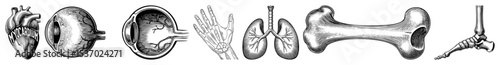 Vector Anatomical illustrations depict a human heart lungs hand wrist forearm and arm.