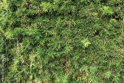 Lush green bamboo leaves create a dense, vibrant natural texture. Perfect for eco-friendly backgrounds, nature themes, or botanical design inspiration from South Spain.