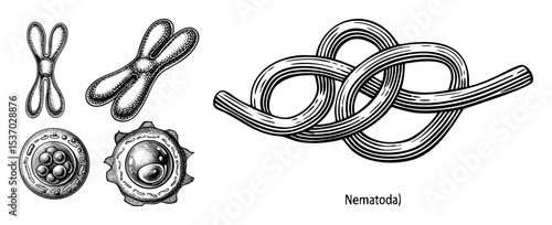 Vector Detailed illustrations depict various forms of nematode organisms in a vintage engraving style.
