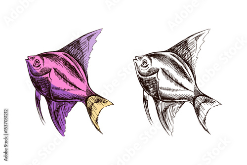 Hand drawn vintage sketch of angelfish in purple and yellow, colored and monochrome tropical fish illustration