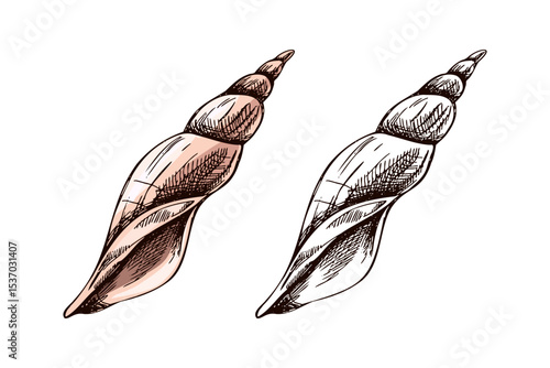 Hand drawn vintage sketch of spiral marine shell in color and monochrome, isolated vector illustration