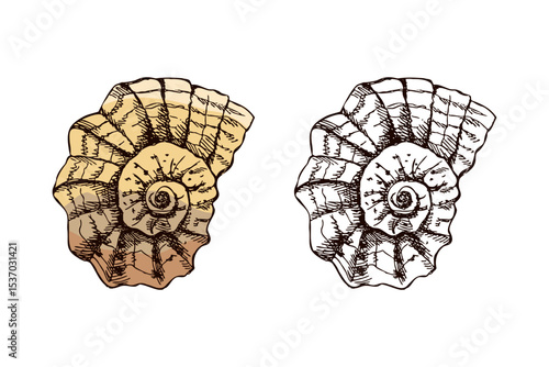 Hand drawn vintage sketch of spiral marine seashell in color and monochrome, isolated vector illustration