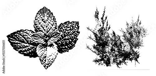Vector Botanical illustrations of mint leaf and heather sprigs in monochrome style.
