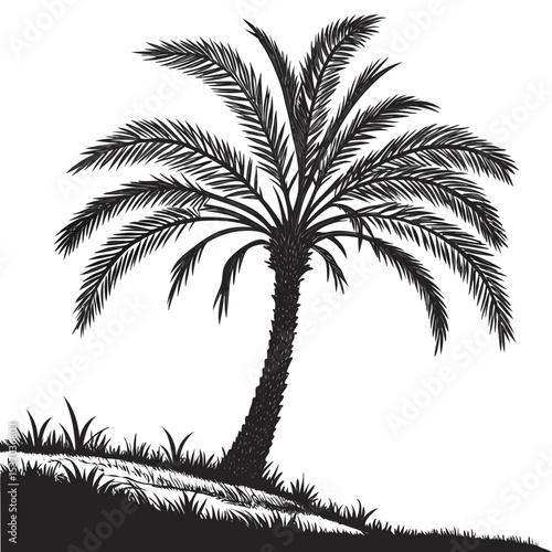 Silhouette of a palm tree on a hillside with grass