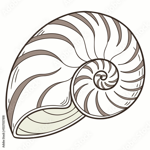 Nautilis shell illustration spiral ocean sea nature drawing graphic design element