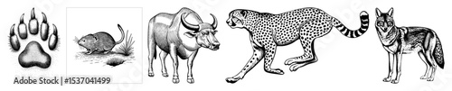 Vector Diverse African wildlife illustrations depict a paw print rodent wildebeest cheetah and coyote.
