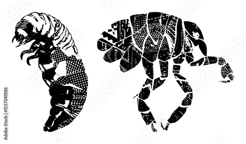 Vector Detailed insect illustrations depict armored creatures with segmented bodies.