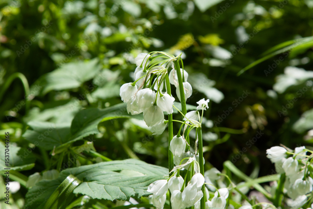 Obraz premium Spring white flower.s Allium paradoxum blooms in garden. White flowers similar to lily of the valley flowers. Spring floral bloom background